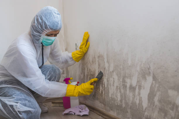Best Black Mold Remediation in Tioga Terrace, NY