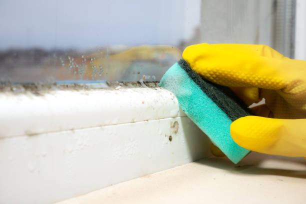 Best Insurance-Related Mold Remediation in Tioga Terrace, NY