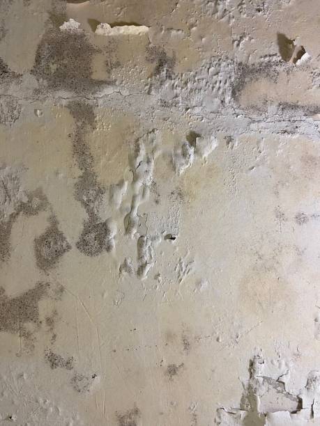 Best Mold Testing and Inspection Services in Tioga Terrace, NY