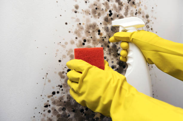 Best Industrial Mold Remediation in Tioga Terrace, NY