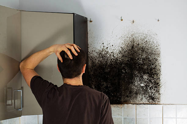 Best DIY Mold Remediation Support Services in Tioga Terrace, NY