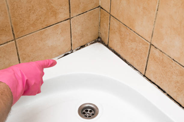 Best Residential Mold Remediation in Tioga Terrace, NY