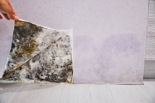 Professional Mold Remediation in Tioga Terrace, NY